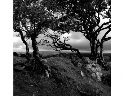 Three Trees, Dartmoor